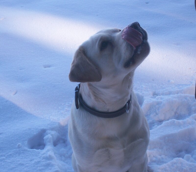 dog licking snow