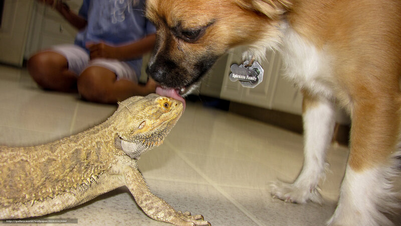 dog licks bearded dragon