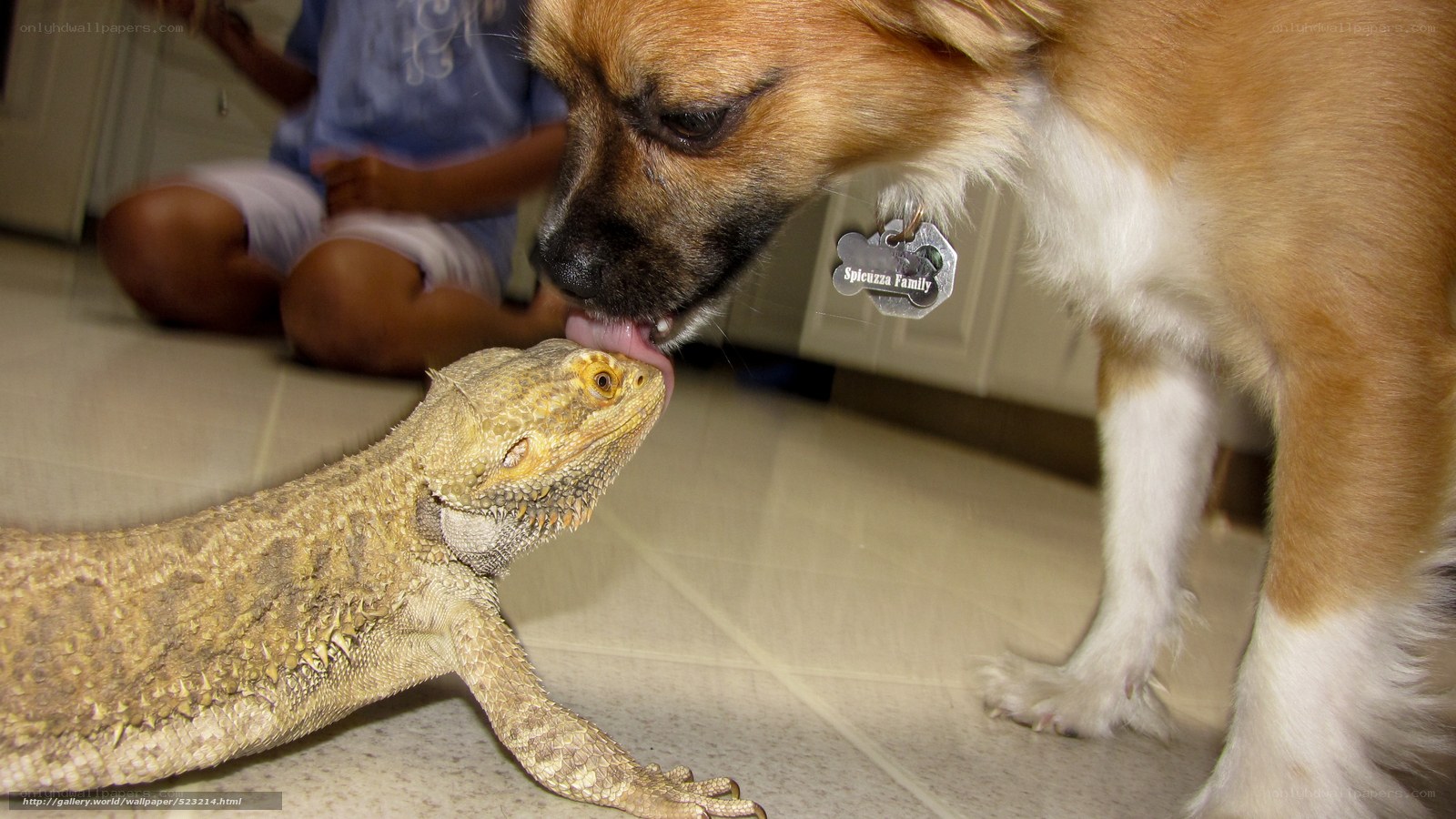 dog licks bearded dragon