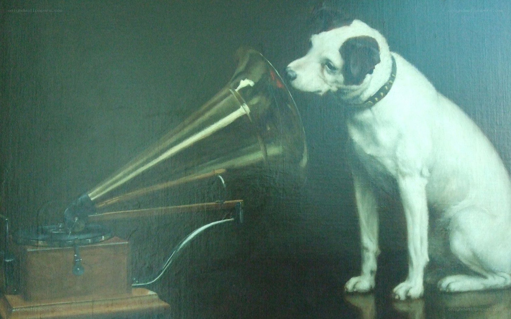 dog listening to gramophone