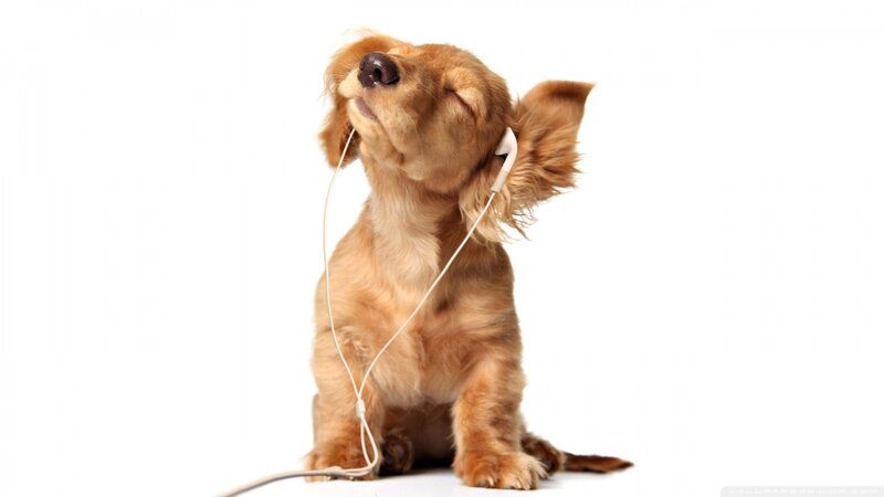 dog listening to music