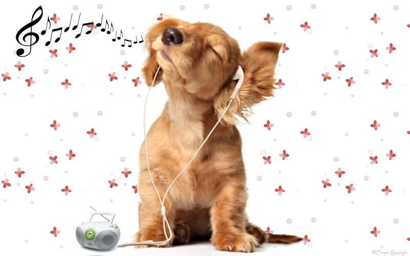 dog listening to music