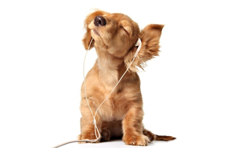 dog listening to music