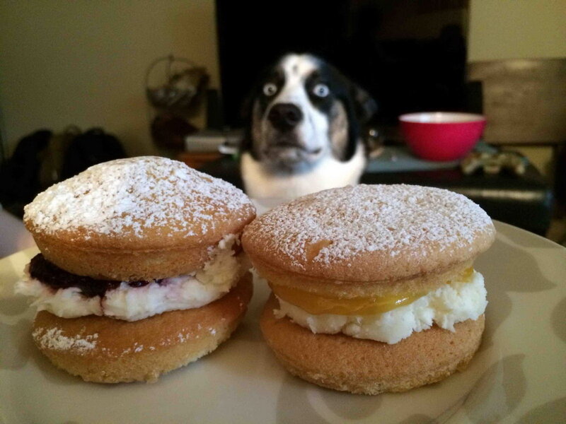 Dog Looking at Cakes