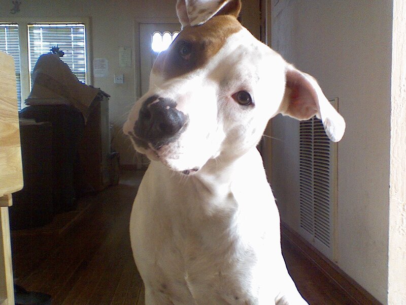 dog looking at camera