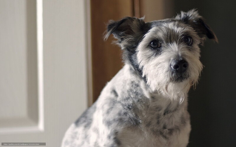 dog looking at camera