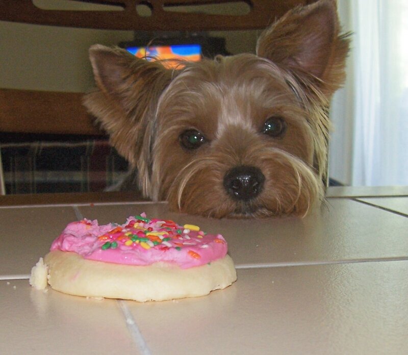 dog looking at cookie