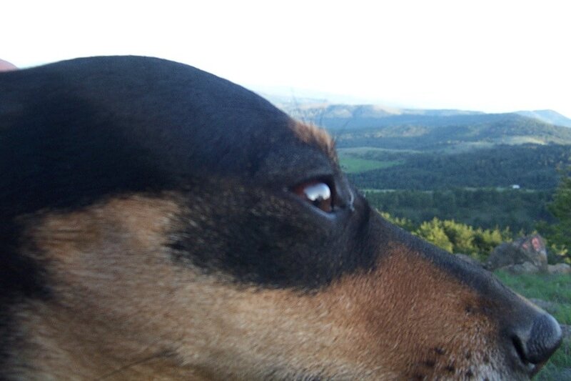 dog looking at landscape