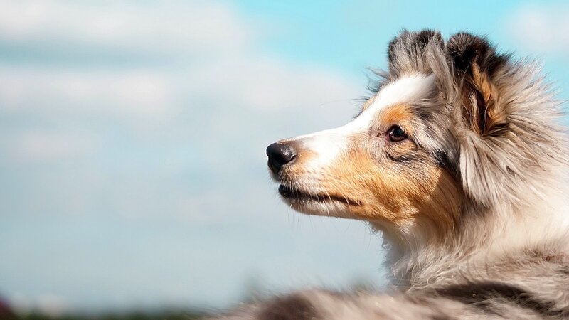dog looking at sky