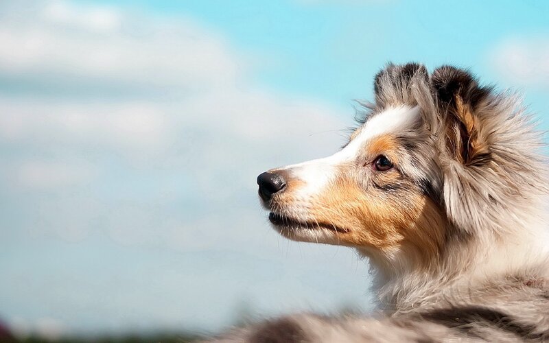dog looking at sky