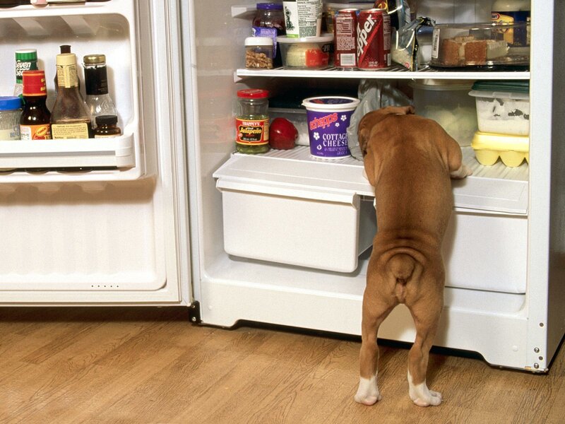 dog looking in refrigerator