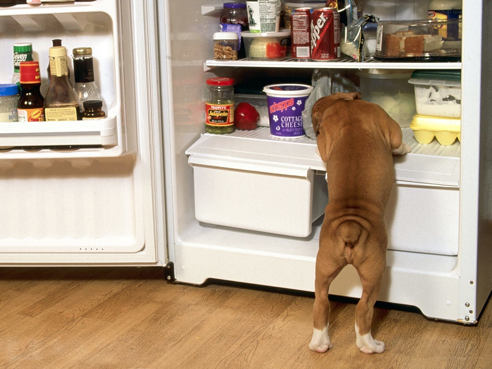 dog looking in refrigerator