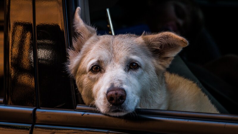 Dog Looking Out Car Window — Brown