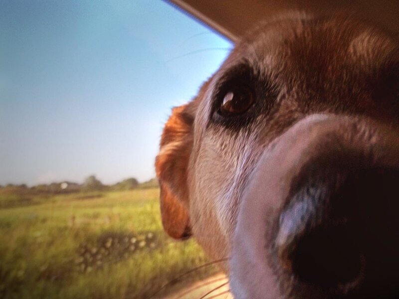 Dog Looking Out Car Window