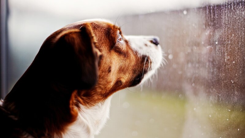 dog looking out rainy window
