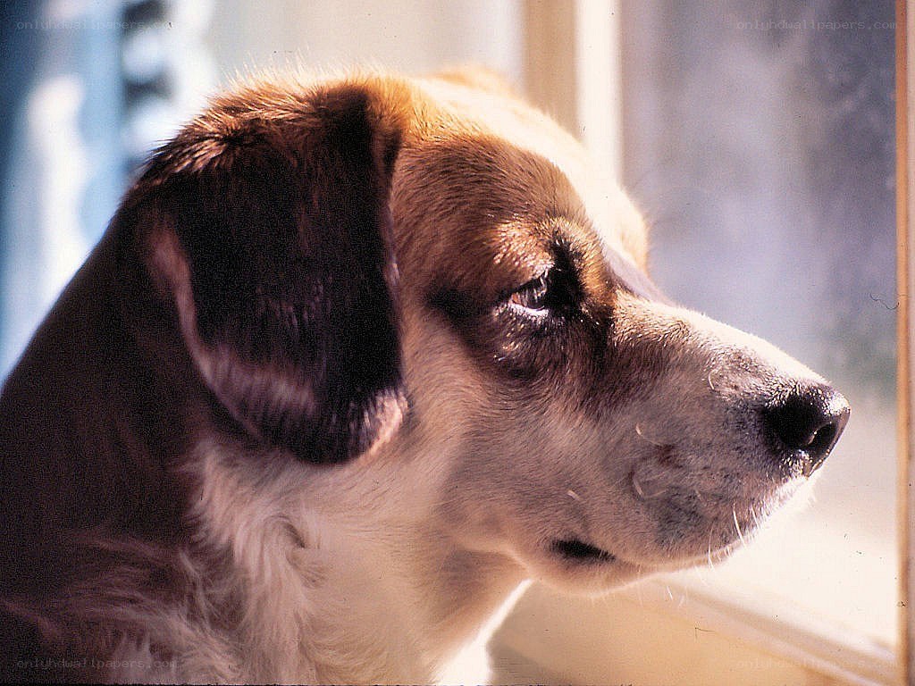 dog looking out window