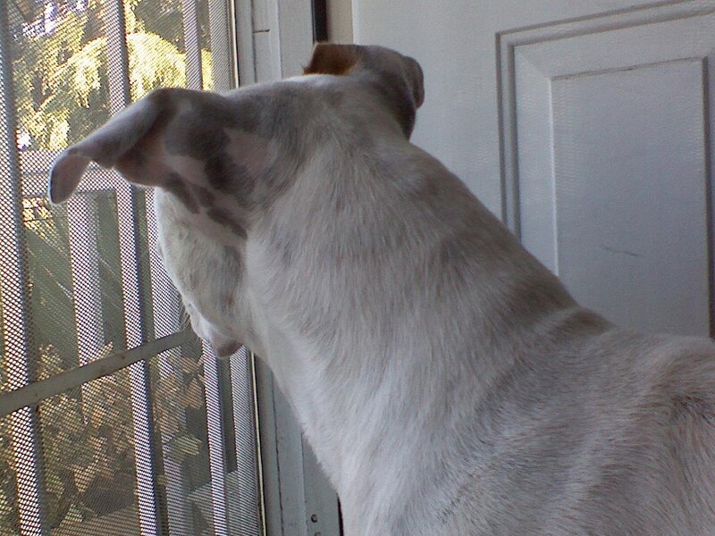 dog looking out window