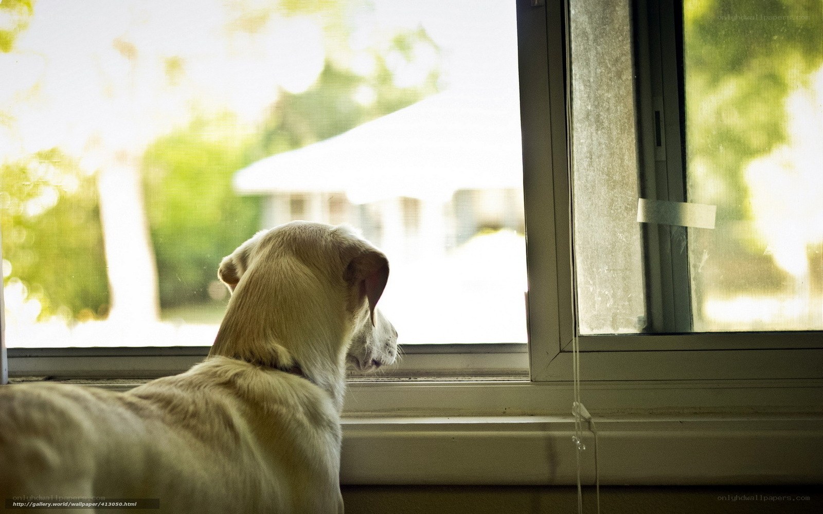 dog looking out window