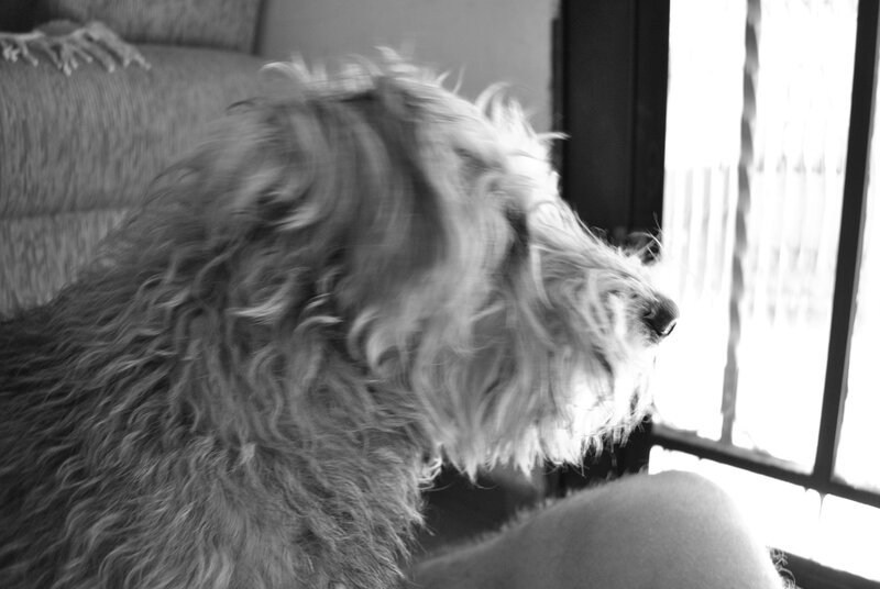 dog looking out window
