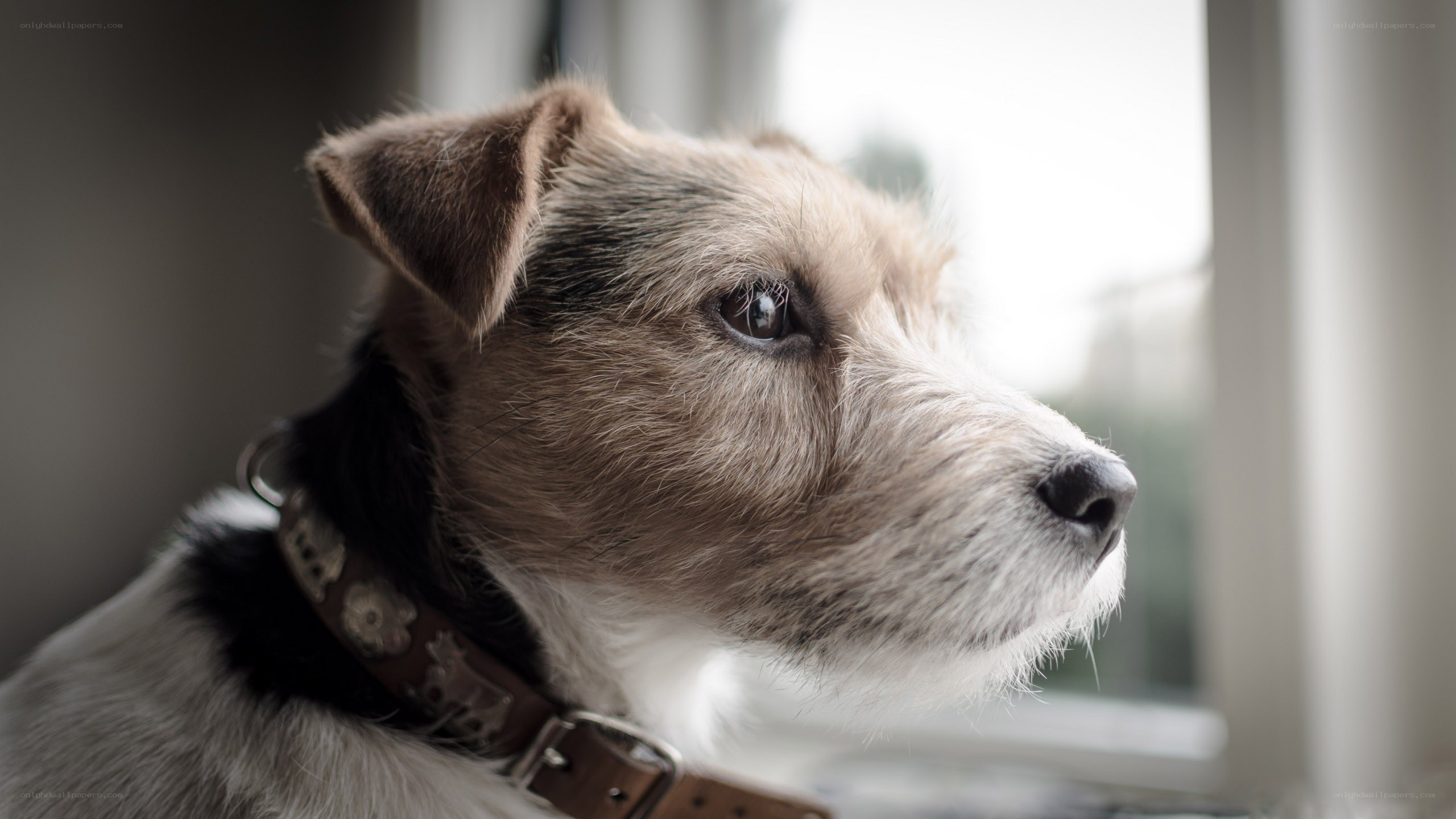 dog looking out window