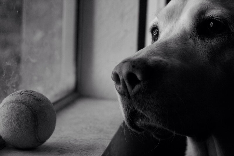 Dog Looking Out Window — Black, Contemplative, Photograph