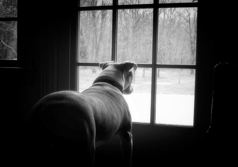 Dog Looking Out Window — Black, Quiet