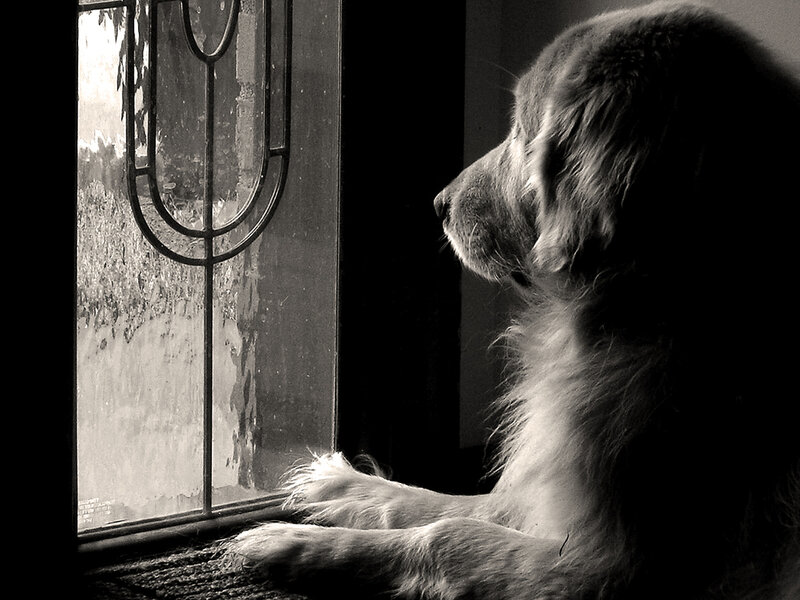 Dog Looking Out Window — Black