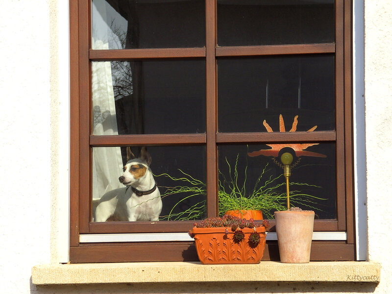 Dog Looking Out Window — Brown, Calm, Afternoon