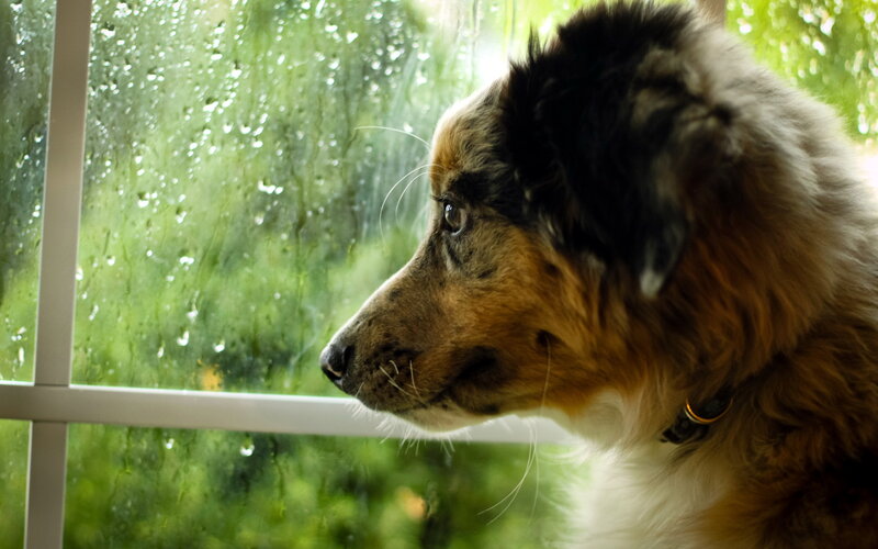 Dog Looking Out Window — Brown, Calm, Photograph, Raindrops