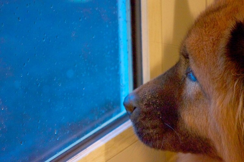 Dog Looking Out Window — Brown, Calm, Photograph