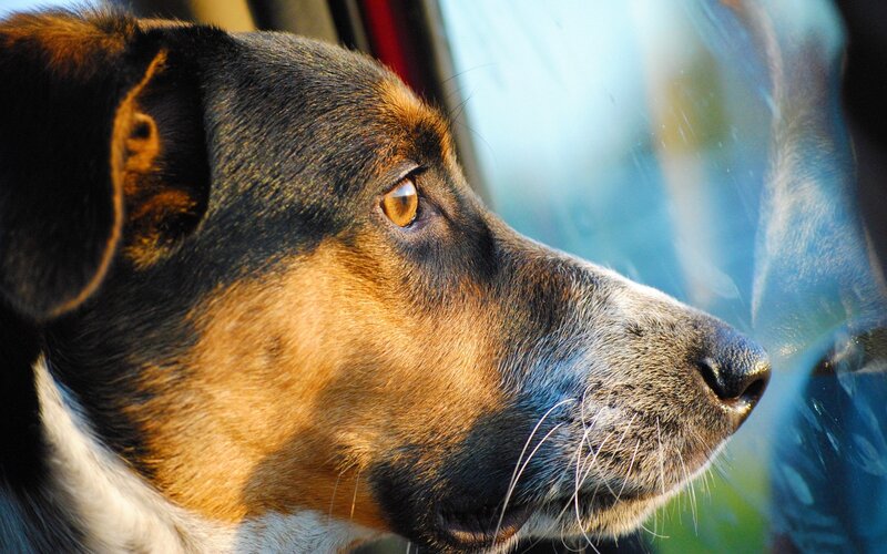 Dog Looking Out Window — Brown, Calm