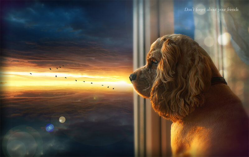 Dog Looking Out Window — Brown