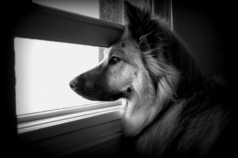 dog looking out window