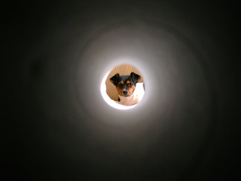 dog looking through a hole