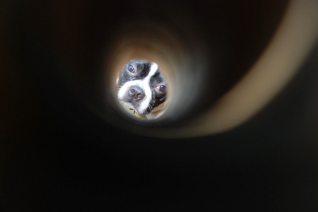dog looking through a tube