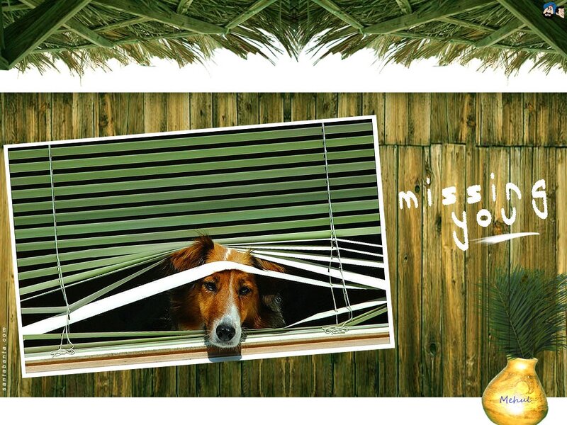 Dog Looking Through Blinds