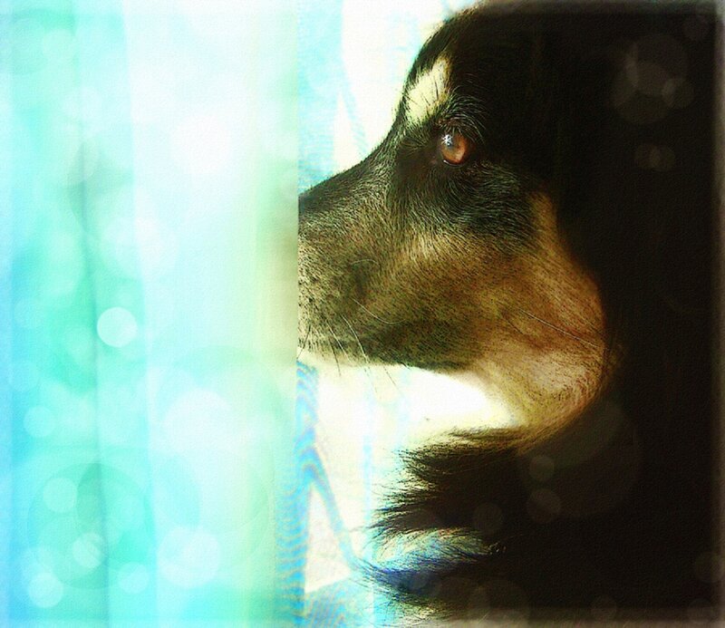 Dog Looking Through Curtain