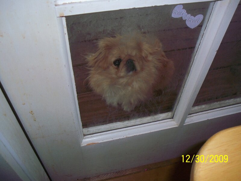 dog looking through door window