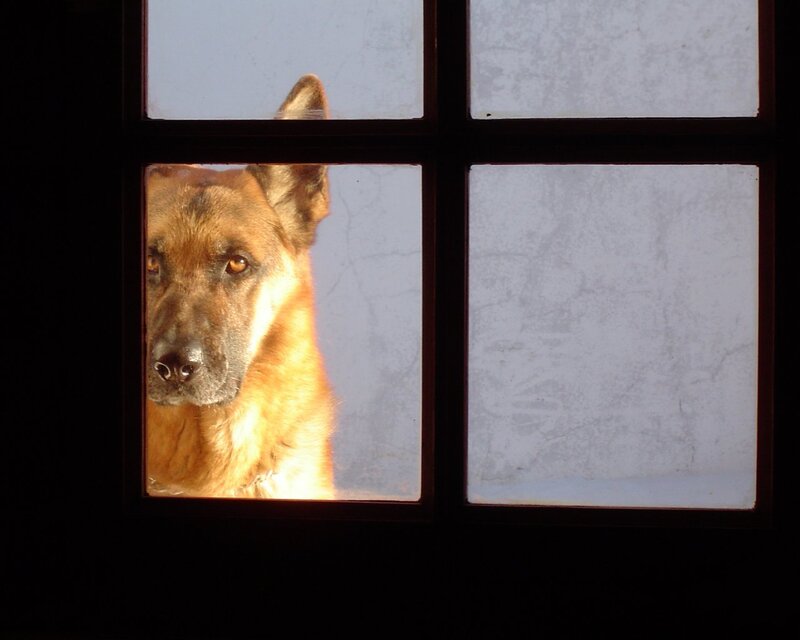 dog looking through window
