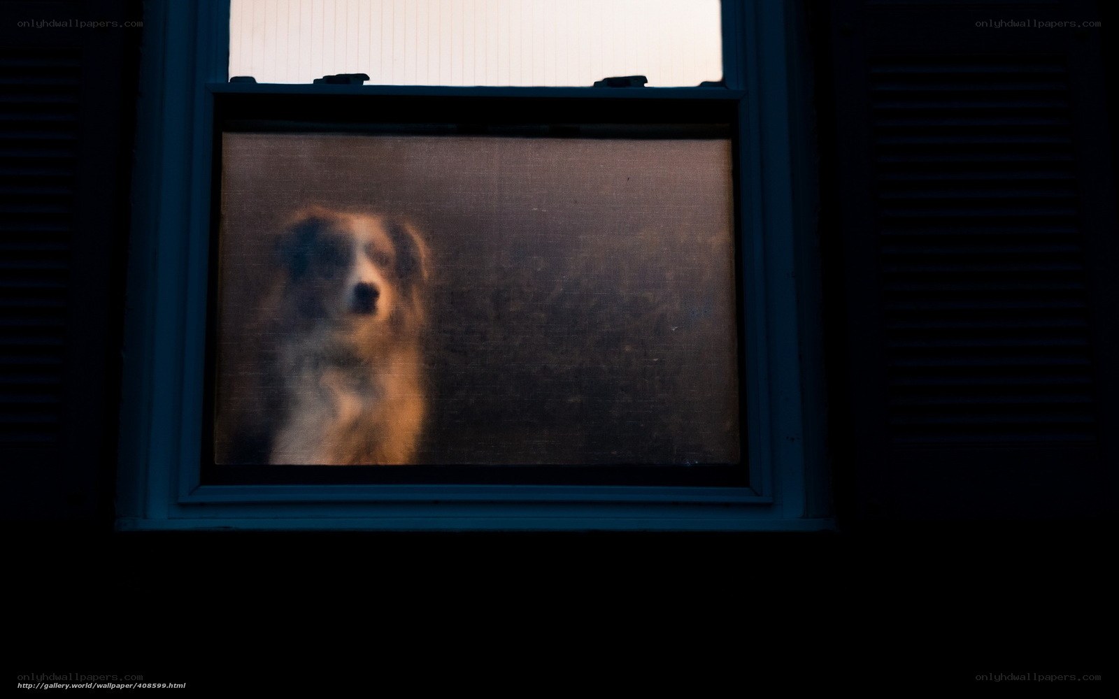 dog looking through window