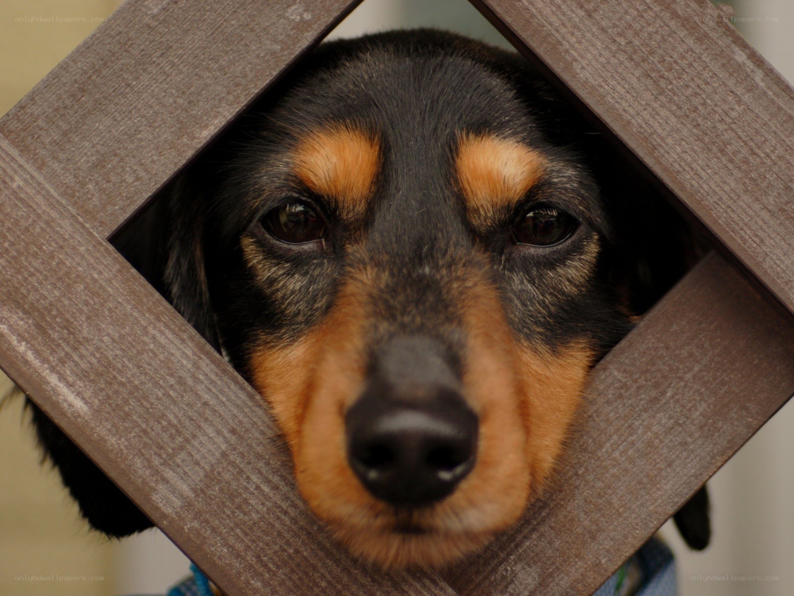 dog looking through wooden frame