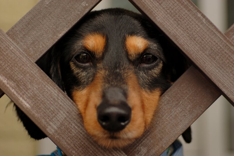 dog looking through wooden lattice
