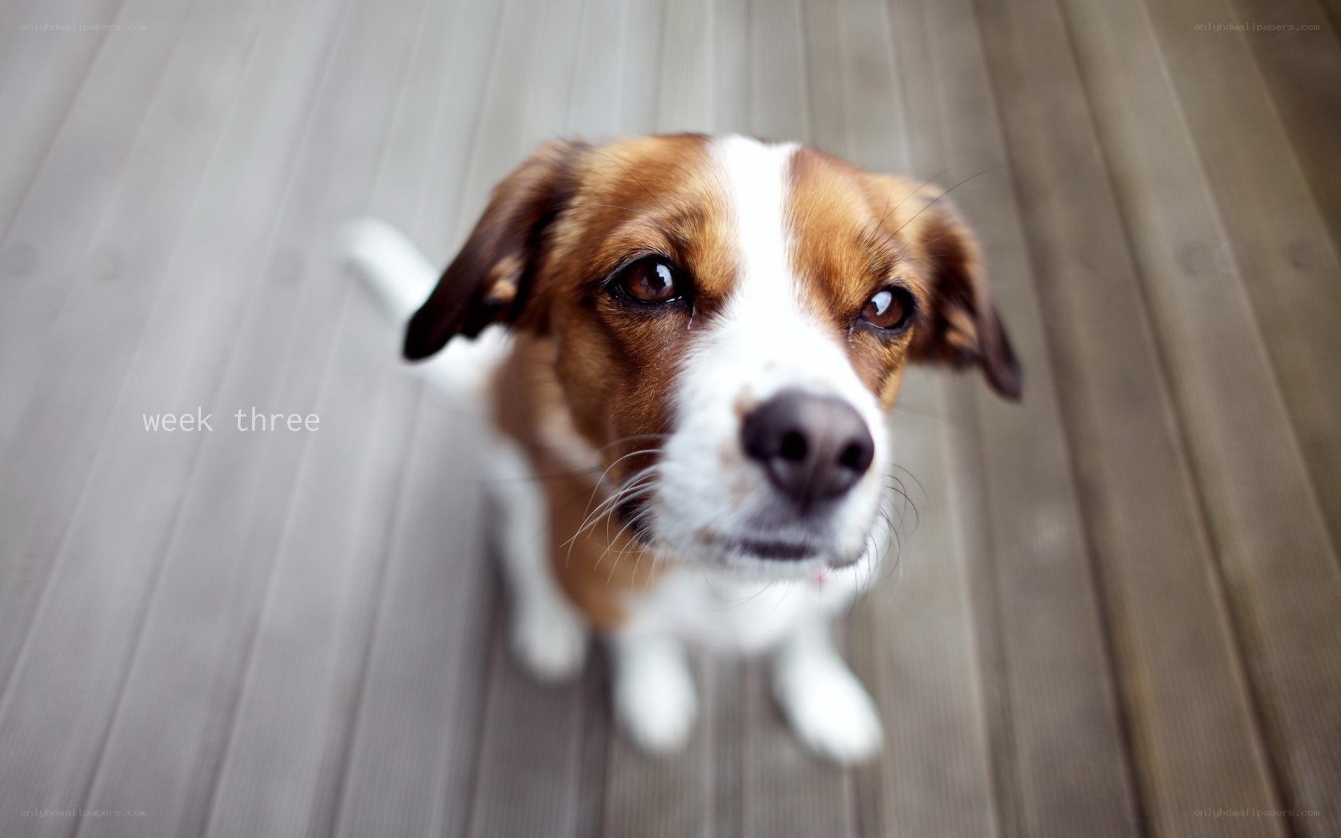 dog looking up at camera