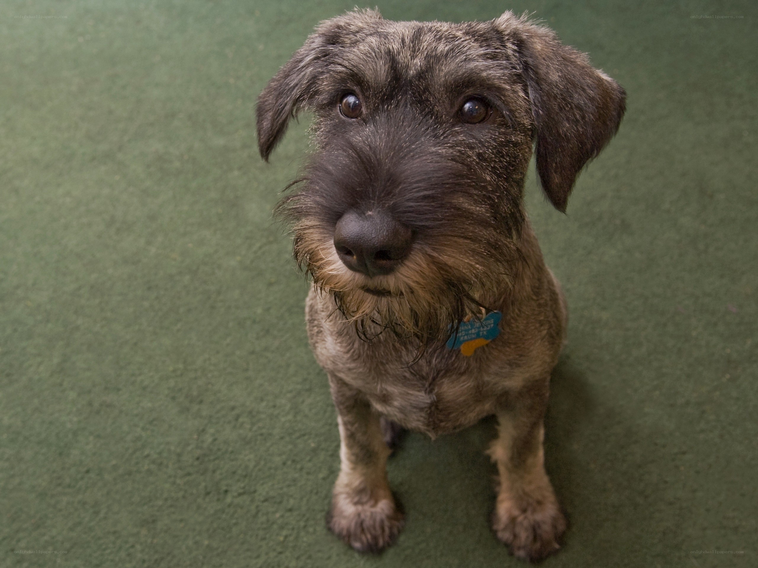 dog looking up at camera