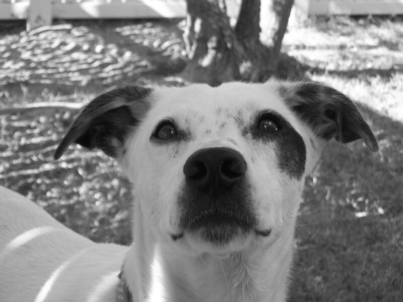 dog looking up at camera