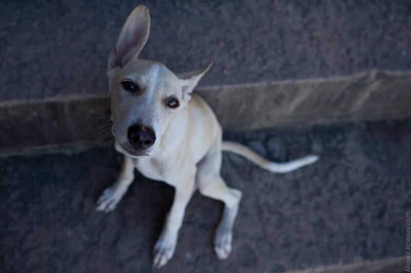 dog looking up at camera