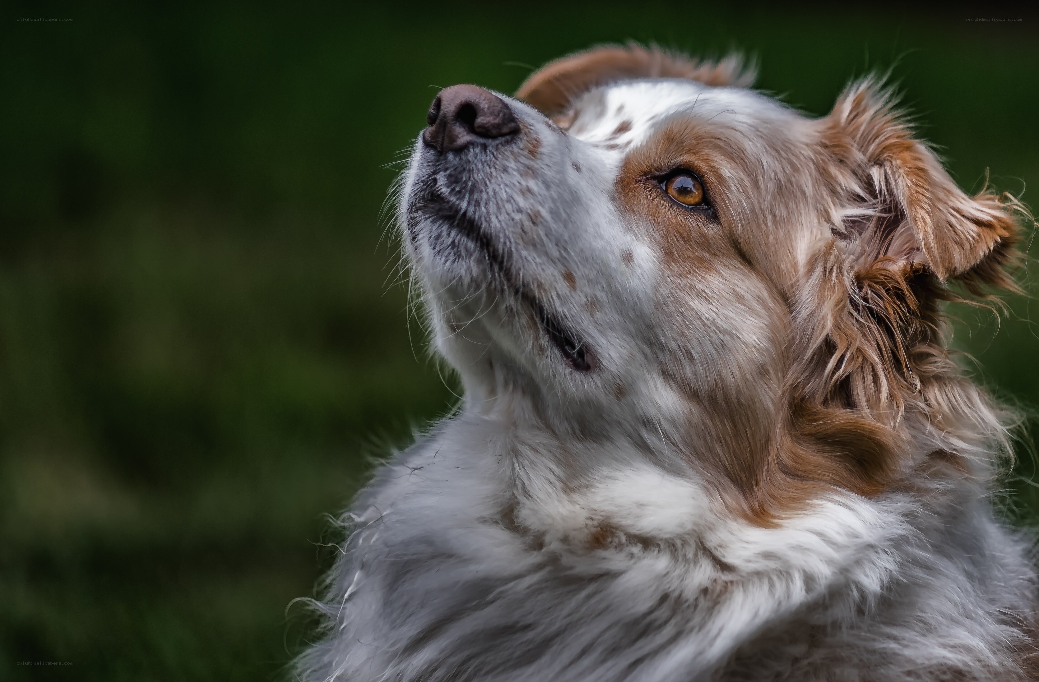 dog looking up at sky