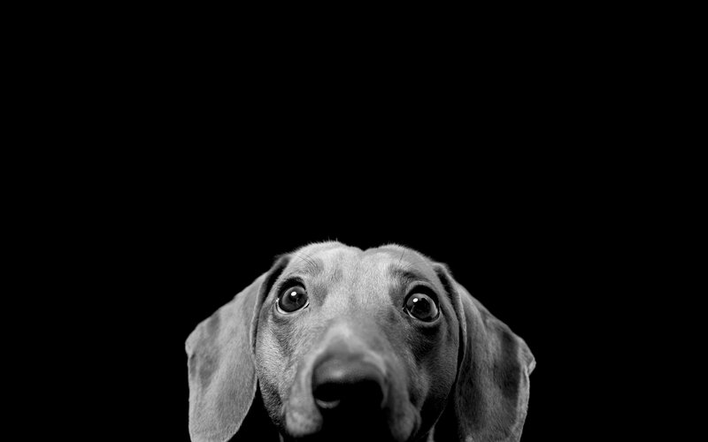 Dog Looking Up — Black