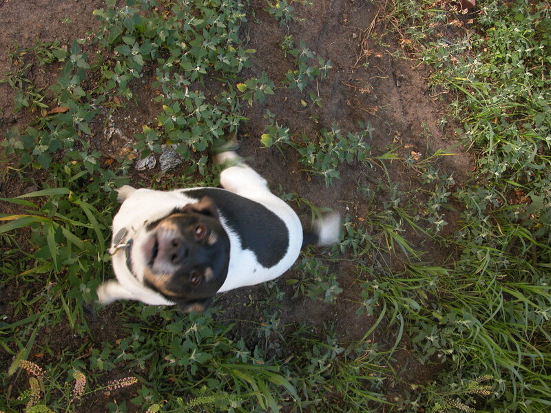 dog looking up from ground
