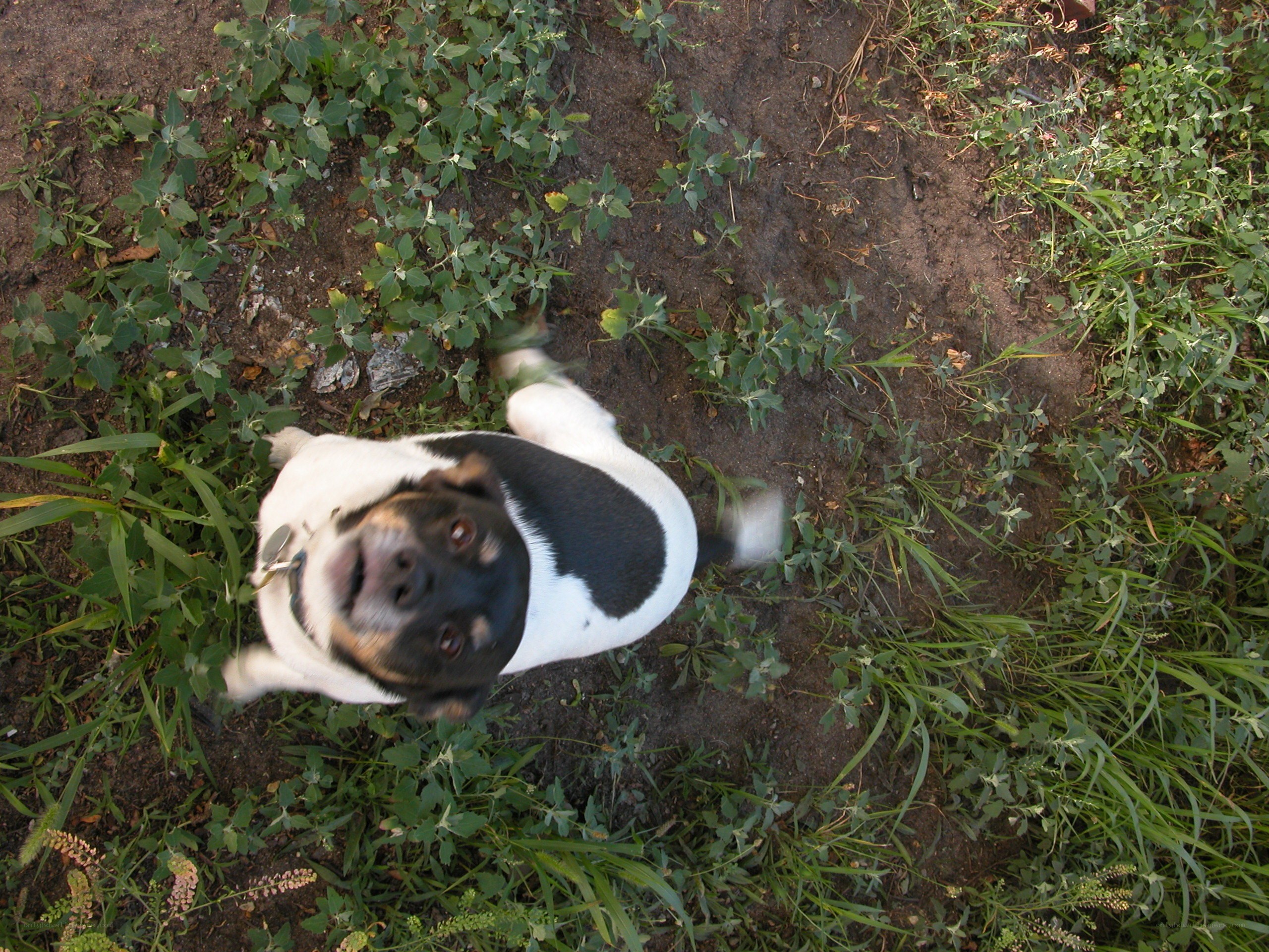 dog looking up from ground